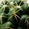 17c _Coryphantha _elephantidens _ssp.greenwoodii _FO183 _03